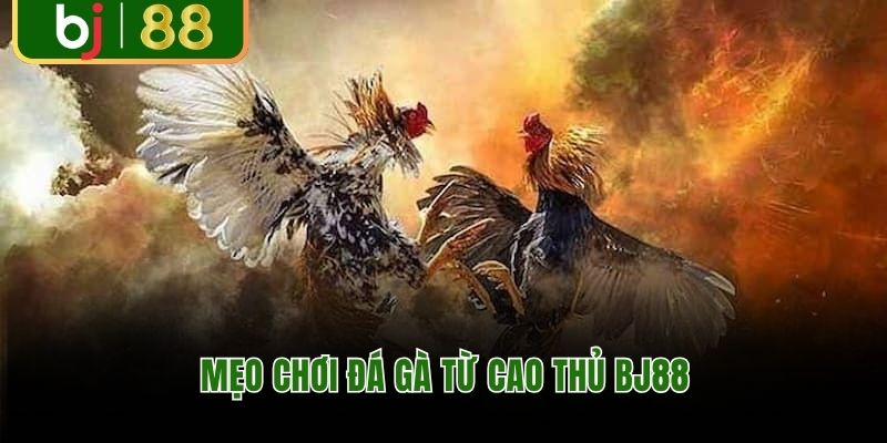 Mẹo chơi đá gà từ cao thủ BJ88